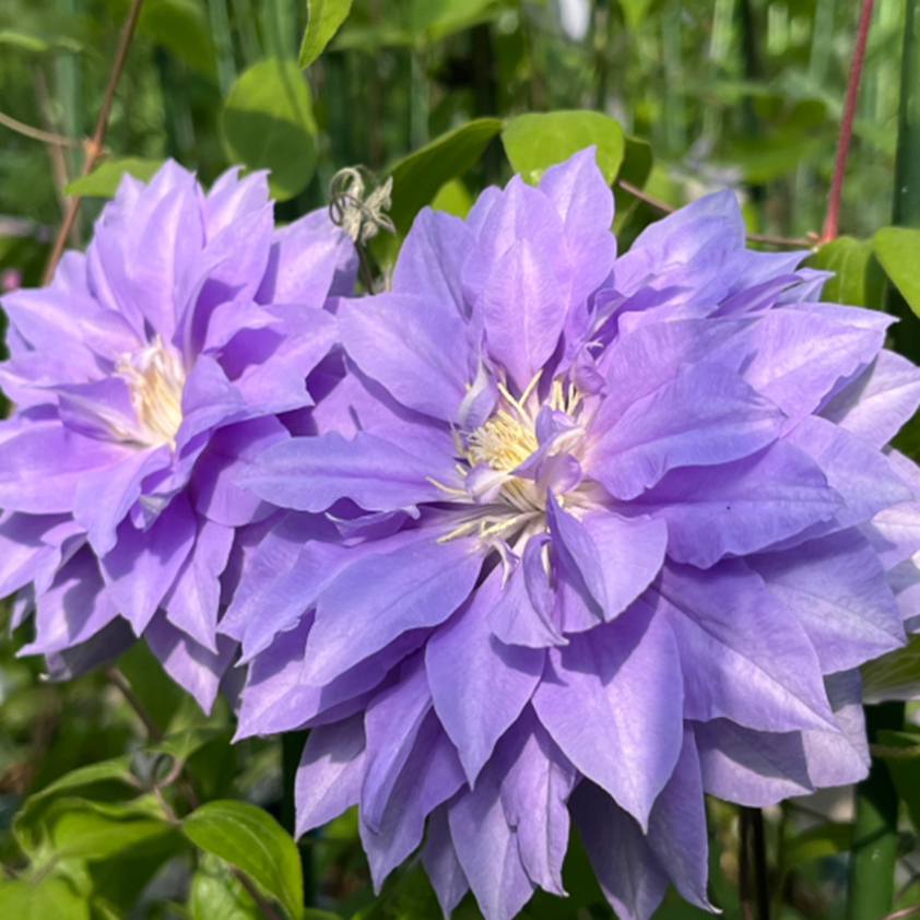 Клематис гибридный Даймонд Болл